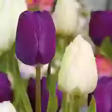 Two Tone Mix